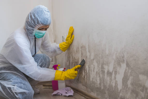 Best Attic Mold Removal  in Cherry Hill, VA