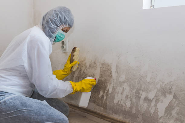 Best Fast Mold Removal  in Cherry Hill, VA