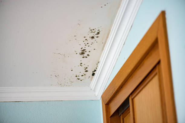 Best Mold Cleaning Services  in Cherry Hill, VA