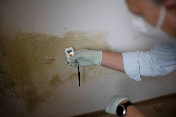 Best Commercial Mold Removal  in Cherry Hill, VA