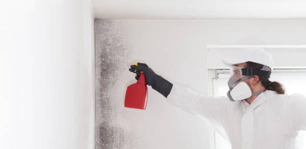 Best Same-Day Mold Removal  in Cherry Hill, VA