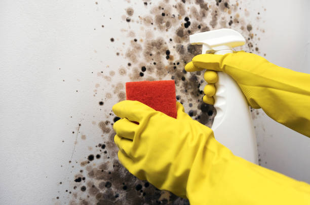 Professional Mold Removal in Cherry Hill, VA