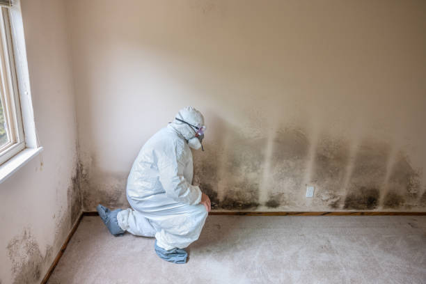 Best Toxic Mold Removal  in Cherry Hill, VA