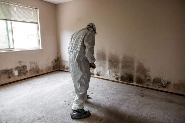 Best Mold Removal Near Me  in Cherry Hill, VA