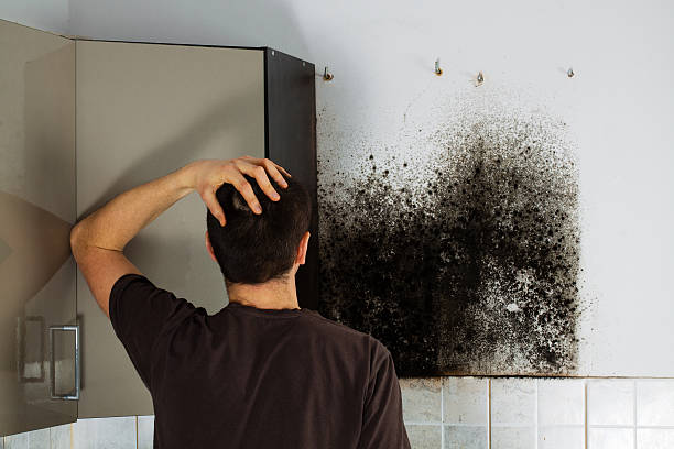 Best Local Mold Removal Service  in Cherry Hill, VA