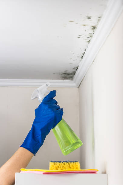 Best Emergency Mold Removal  in Cherry Hill, VA